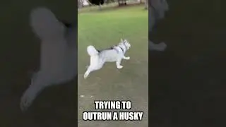 Trying To Outrun A Siberian Husky!!!