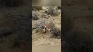 Puma Attacked Guanaco Llama, But Something Went Wrong 🐆🦙 #animals #nature #wildlife