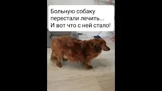 БОЛЬНУЮ СОБАКУ ПЕРЕСТАЛИ ЛЕЧИТЬ? И ВОТ ЧТО С НЕЙ СТАЛО 😳