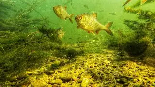 River Dunajec Underwater