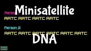 Minisatellite DNA | Short Tandem Repeats | STRs |