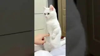 FUNNY CAT and DOG 🐱🐶 & other ANIMALS 🐾 New Funniest Animals Videos 2023 😂