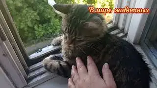 Новый друг Кузи.