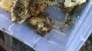 Bee Removal Bait Part 4 of 4 4K