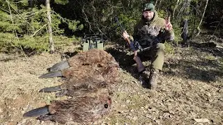 Коллиматор или загонник? Что лучше при охоте на бобра?