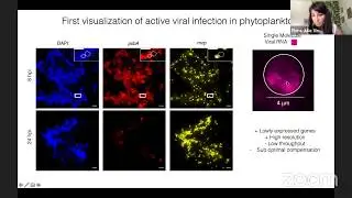 Flora Vincent: Visualizing giant virocells questions the origin of cell death in massive algal bl...