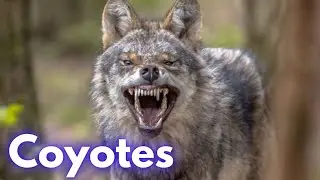 Coyotes: 10 Interesting Facts