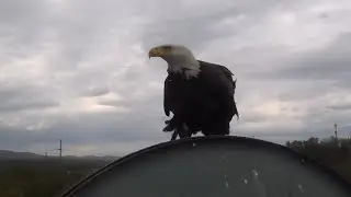 Eagle returns to 22News transmission tower