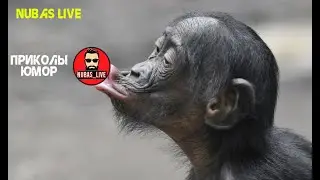 Я РЖАЛ ДО СЛЕЗ 😂 10 Минут ОТБОРНЫХ приколов 2024 Смешные видео - ЛУЧШИЕ ПРИКОЛЫ! 😂 #ЛУЧШИЕПРИКОЛЫ