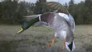 Новинка 2018! Чучело селеня MOJO King Mallard