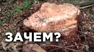 Вырубка леса под Арамилем. В поселке Светлый валят вековые сосны.