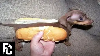 9 MOST DISGUSTING Things Found in Hot Dogs | DISGUSTING HOT DOG FACTS | FACT CENTRAL