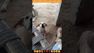 Dog |Puppy| Dog Baby Puppy| Puppydog #shorts #insaniyat #dog #funny #cat #puppy #animals #shortvideo