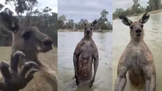 Kangaroos Are TERRIFYING