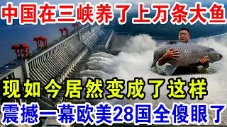 中国在三峡养了上万条大鱼，现如今居然变成了这样，震撼一幕欧美28国全傻眼了