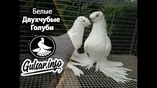 БЕЛЫЕ ДВУХЧУБЫЕ ГОЛУБИ / PIGEONS / TAUBE 