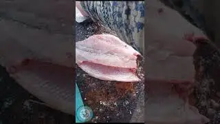ОСЕНЬ. РЫБА. ЛОВИМ. СОЛИМ. ПОЛНА КОРОБОЧКА. 