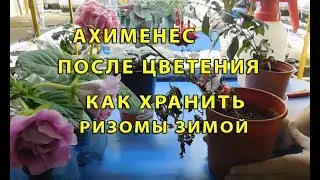 АХИМЕНЕС ПОСЛЕ ЦВЕТЕНИЯ ! КАК ХРАНИТЬ АХИМЕНЕС ЗИМОЙ !