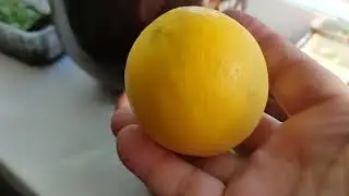 Лимон на подоконнике. Часть 6.