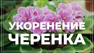 Размножение фиалки черенком. Как вырастить фиалку из листа