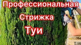 Профессиональная стрижка туи/топиари