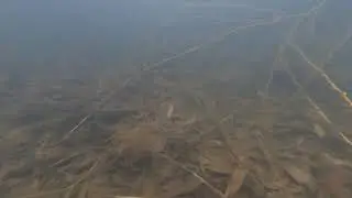 Отлично порыбачил окуня и на камеру под водой поснимал