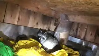 Raccoon removal from underneath a house.