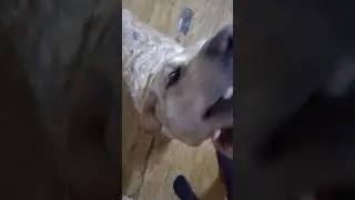 В гости к Полли.
