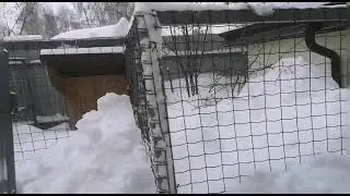 Японский улий новые испытания, опять вернулись морозы и снегопад.