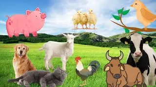 Learn family animals: dog, cat, chicken, cow,....