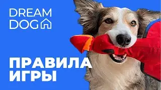 7 правил игры 🐶 Научить собаку играть с хозяином по команде Кусь 🐕 Приучить щенка кусать игрушку 🐩