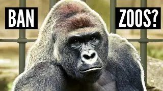 Should Zoos Be Banned?