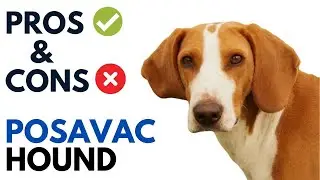 Posavac Hound Spaniel Pros and Cons | Posavski Gonič Advantages and Disadvantages