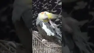 Cockatiel Bird Scratching #shorts #ytshorts #youtubeshorts #cockatiel #birds #pet