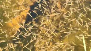 Fairy Shrimp in Vernal Pond, White Mountains, closeup.