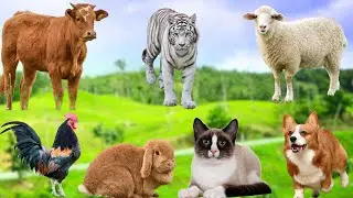 Animal Habitats: Dog, Tiger, Cow, Sheep, Cat, Goat, Sheep, Chicken - Animal Sounds