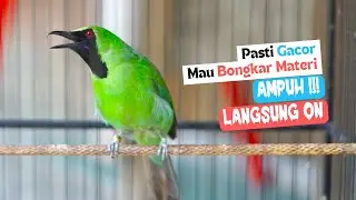 Pancingan Handal Cucak Ijo Gacor! Jitu Dalam Membuat Ijo Lain Cepat Naik Emosi Langsung Jamtrok