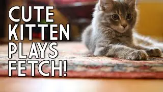 Kitten Plays Fetch! Over and Over!