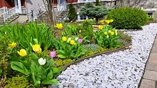 SPRING TINY FRONT YARD GARDEN TOUR WITH RELAXING MUSIC #garden #gardening #flowers #plants #spring