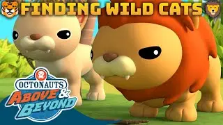 Octonauts: Above & Beyond - Finding Wild Cats 🦁🐯😼 | Compilation | @Octonauts​