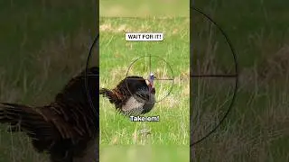 Did he miss? #DiscoverON #turkeyhunting #hunting #blooper #fails