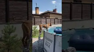 Питбуль Халк который обожает воду