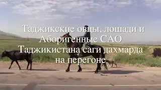 Таджикские овцы, лошади и Аборигенные САО Таджикистана саги дахмарда  на перегоне