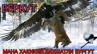 Мана Хакикий Дахшатли Бургут  