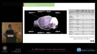 Eroe Csaba - Mouse whole brain modelling