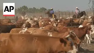 Israels cowboys care for their cattle even as conflict rages on at Lebanon-Israel border