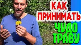 Как ПРИНИМАТЬ ЧУДО ТРАВУ - пояснение к видео 