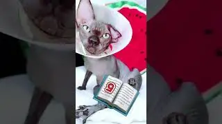 Лысая кошка и собака не хотят жить вместе