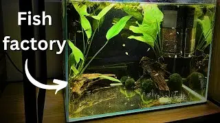 How to keep fish fry alive and healthy? How to setup grow out tank? Easy!