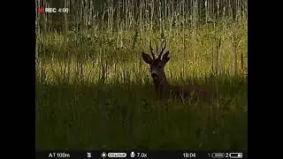 охота на самца косули в РБ. трофейный самец.pulsar digex c50